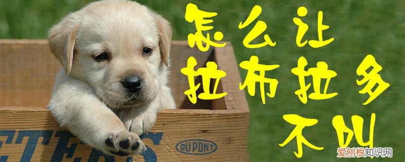 怎么让拉布拉多不叫,怎么让拉布拉多不叫唤