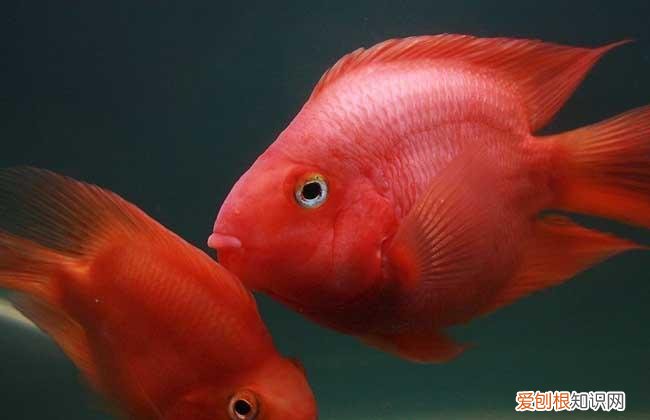 鹦鹉鱼发黑什么情况会死 鹦鹉鱼发黑什么情况引起的