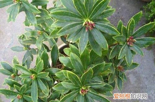 金边瑞香不开花是什么原因,怎么解决 金边瑞香不开花是什么原因，怎么解决？