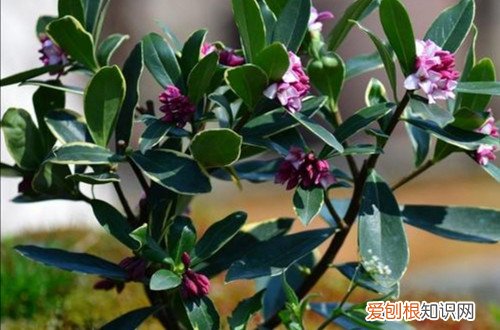 金边瑞香不开花是什么原因,怎么解决 金边瑞香不开花是什么原因，怎么解决？