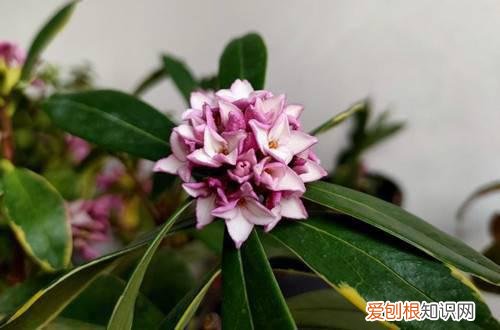 金边瑞香不开花是什么原因,怎么解决 金边瑞香不开花是什么原因，怎么解决？