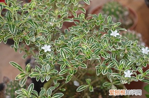 六月雪掉花苞 六月雪在花期要多注意这几点，就能花满枝头！