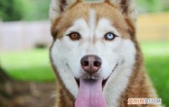 狗狗能不能吃红柚子 狗狗可以吃柚子吗红柚