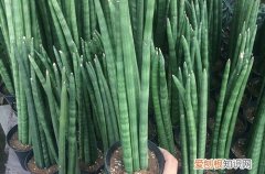 佛前香棒叶虎皮兰栽培方法 佛前香虎皮兰要这样养，就能养得绿油油的！