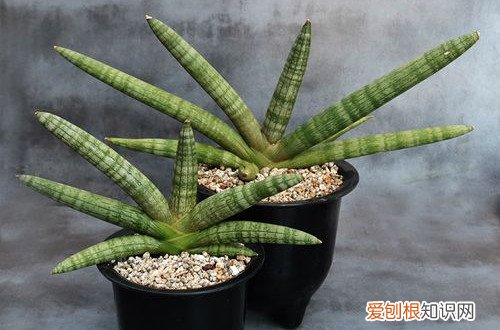 佛前香棒叶虎皮兰栽培方法 佛前香虎皮兰要这样养，就能养得绿油油的！