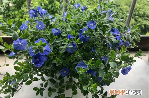 蓝星花冬天能在室外过冬吗 蓝星花冬天注意这些养护方法，养好了在冬天也能看花！