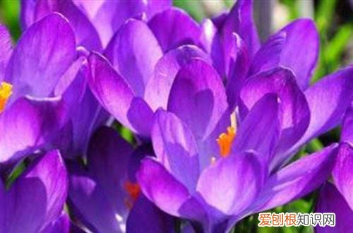 藏红花颜色发黄 藏红花黄叶怎么办？有可能是这四个原因引起的！