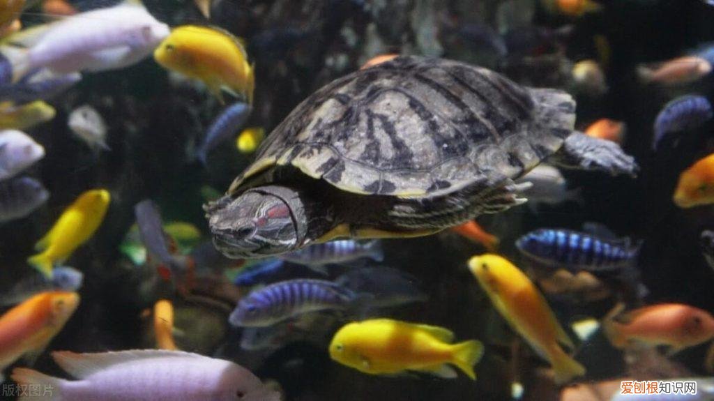 巴西龟指甲流血怎么办 巴西龟的指甲掉了怎么办