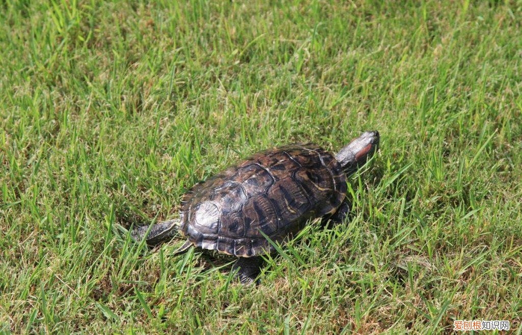 巴西龟指甲流血怎么办 巴西龟的指甲掉了怎么办