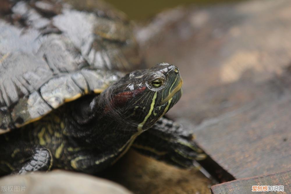 巴西龟指甲流血怎么办 巴西龟的指甲掉了怎么办