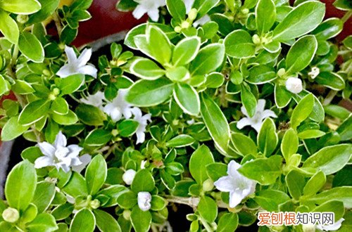 六月雪在1月开花是什么原因 六月雪为什么不开花？是有原因的，有可能是这4点！