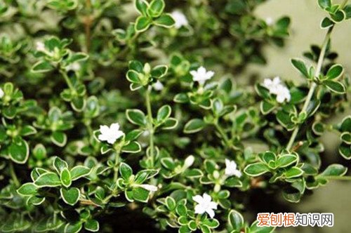 六月雪在1月开花是什么原因 六月雪为什么不开花？是有原因的，有可能是这4点！