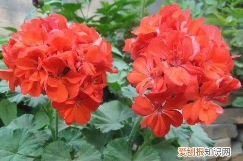 天竺葵花叶子黄怎么回事 天竺葵开花少还黄叶怎么办？有可能是这几点没做好！