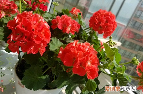 天竺葵花叶子黄怎么回事 天竺葵开花少还黄叶怎么办？有可能是这几点没做好！