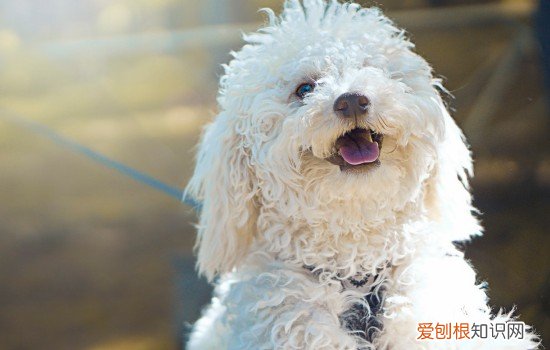 狗狗为什么要挨着主人睡 狗狗喜欢挨着主人睡代表什么