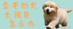 金毛幼犬太调皮怎么办，金毛前期很调皮受不了怎么办