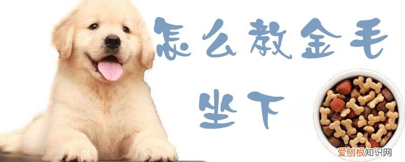 怎么教金毛坐下，金毛怎么训练坐