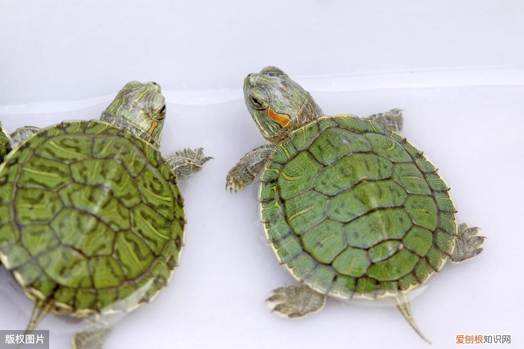 养龟的鱼缸 龟缸适合养什么