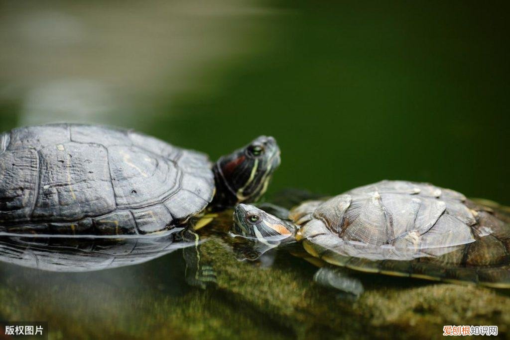 养龟的鱼缸 龟缸适合养什么