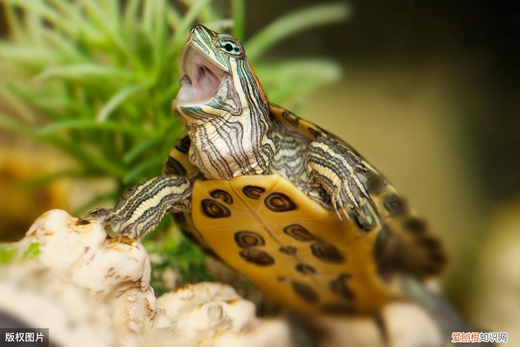 养龟的鱼缸 龟缸适合养什么