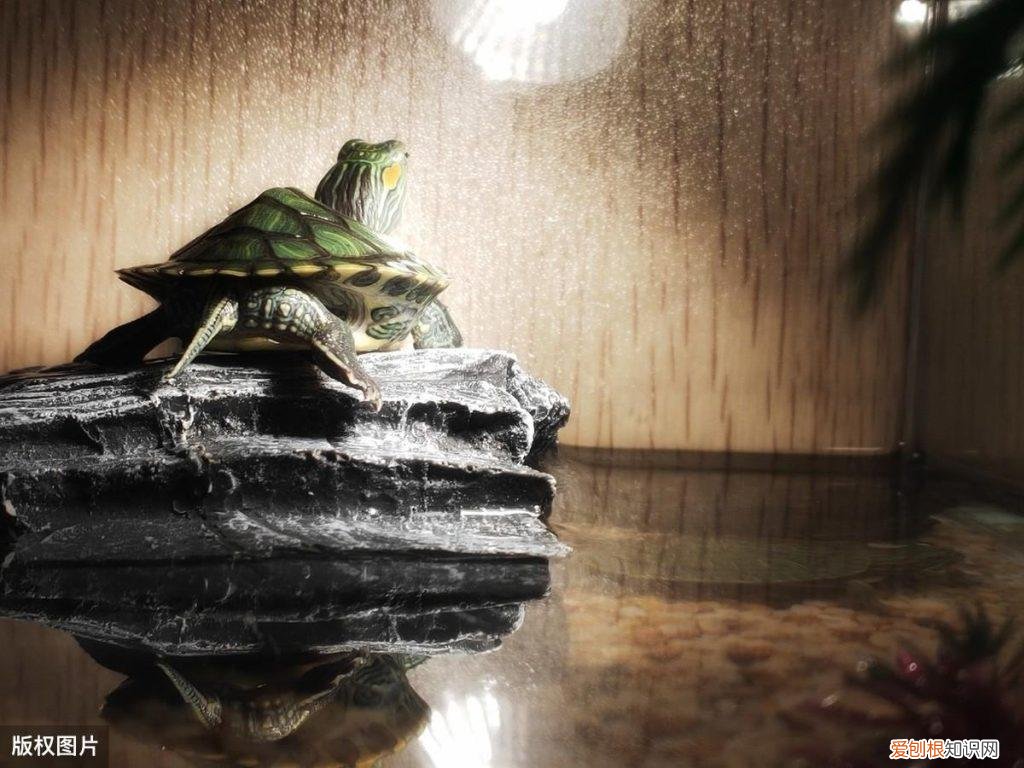 养龟的鱼缸 龟缸适合养什么