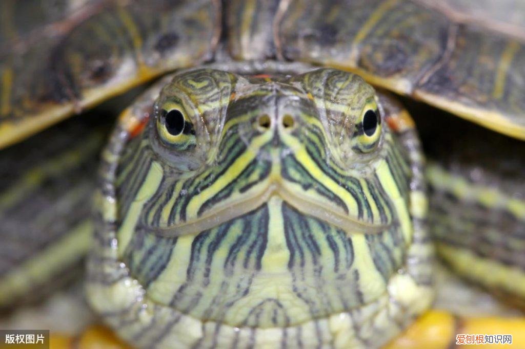 养龟的鱼缸 龟缸适合养什么