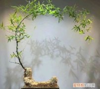 小叶簕竹种植方法 小叶簕竹盆景怎么养护？有哪些注意事项？