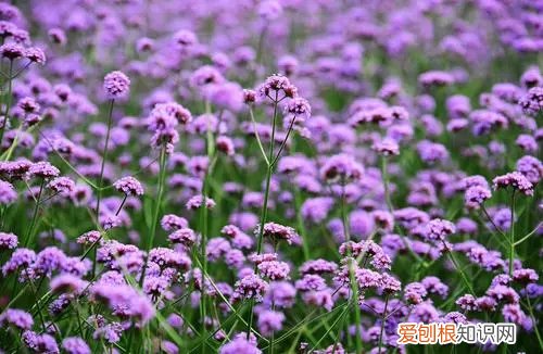 马鞭草什么时候开花时间 马鞭草什么时候开花？黄叶怎么办？