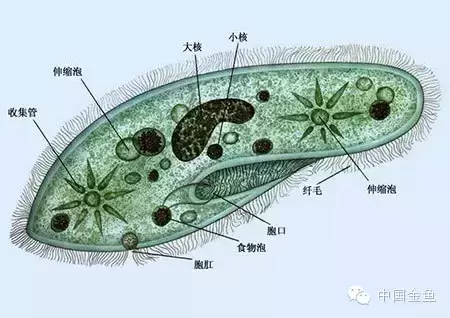 金鱼吃哪种饲料长得快 金鱼吃什么样的鱼食最好