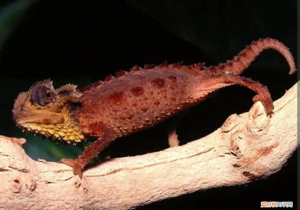 动物的皮毛为什么是五颜六色的读后感 动物的皮毛为什么是五颜六色的?