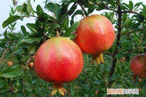 石榴成熟是在什么季节成熟的 喜欢吃石榴的你,知道它什么时候成熟吗?怎样才算成熟?