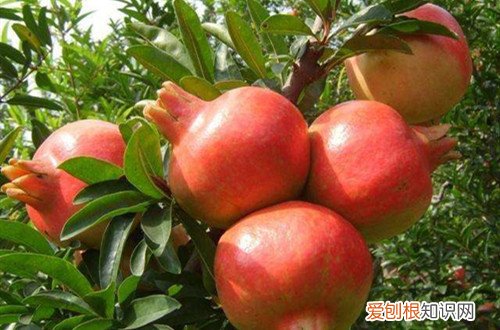 石榴成熟是在什么季节成熟的 喜欢吃石榴的你,知道它什么时候成熟吗?怎样才算成熟?