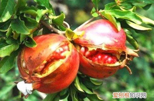 石榴成熟是在什么季节成熟的 喜欢吃石榴的你,知道它什么时候成熟吗?怎样才算成熟?
