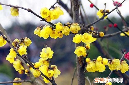 腊梅枯了怎么办 刚移栽的腊梅无精打采，还掉叶子，不知道怎么办？是什么原因？