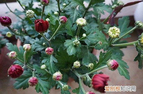 菊花的花苞打不开,只开一半怎么回事 菊花花苞迟迟打不开是什么原因？怎么办？