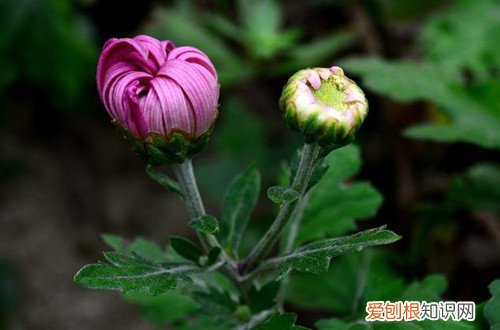 菊花的花苞打不开,只开一半怎么回事 菊花花苞迟迟打不开是什么原因？怎么办？