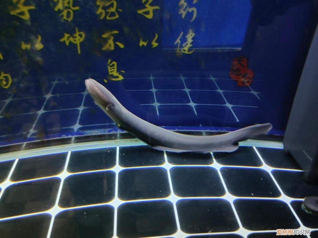 观赏鱼不吃食是什么原因 观赏鱼不吃食怎么回事