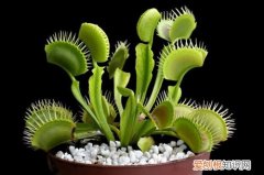 捕蝇草开花后怎么办 捕蝇草会开花吗？开花后会死吗？要怎么养才会开花？