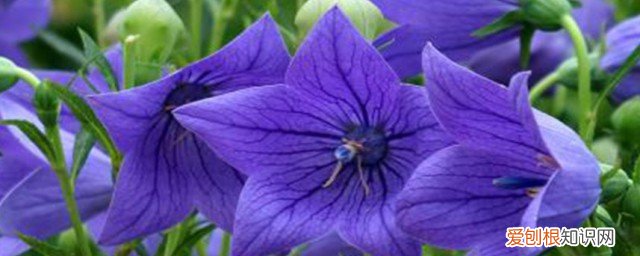 桔梗的功效是什么作用 桔梗的功效有哪些