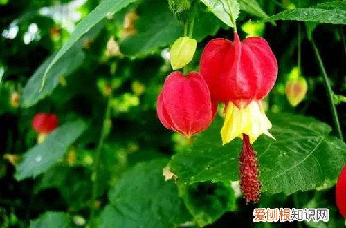 藤蔓风铃花怎么养殖 蔓性风铃花想要一盆变多盆，可以选这种繁殖方法，也是最常见的！