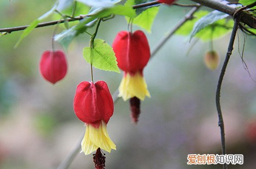 藤蔓风铃花怎么养殖 蔓性风铃花想要一盆变多盆，可以选这种繁殖方法，也是最常见的！