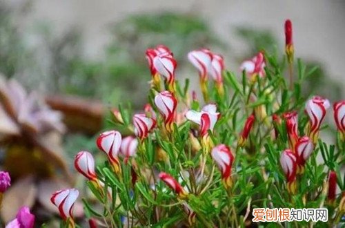 长得像雪花的植物 长得像“冰淇淋”的花你见过吗？它适合秋天种植，还要这样养！