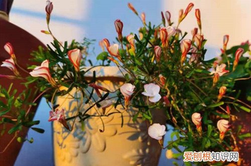 长得像雪花的植物 长得像“冰淇淋”的花你见过吗？它适合秋天种植，还要这样养！