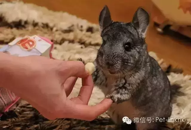 野生龙猫都吃什么 野生龙猫是保护动物吗