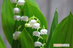 铃兰花盆栽的养殖方法和注意事项 铃兰如何养？其实只要注意好养护方法，就能开花！
