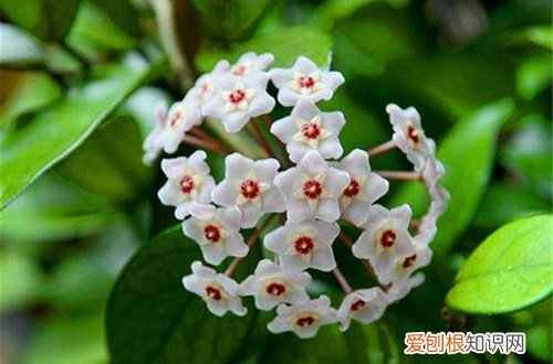 球兰不长枝条是啥原因 球兰为啥不长呢？有可能是这几个原因引起的！