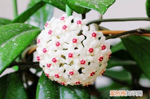 球兰不长枝条是啥原因 球兰为啥不长呢？有可能是这几个原因引起的！