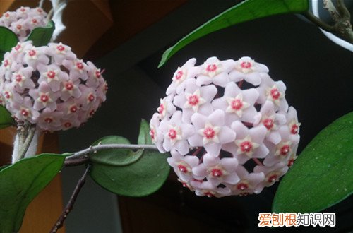 球兰不长枝条是啥原因 球兰为啥不长呢？有可能是这几个原因引起的！