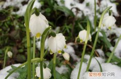 雪片莲需要低温春化吗 雪片莲要这样养护，春天开花不是问题！