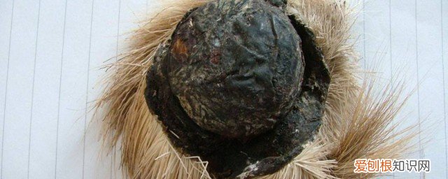 麝香是有什么功效 麝香有什么功效